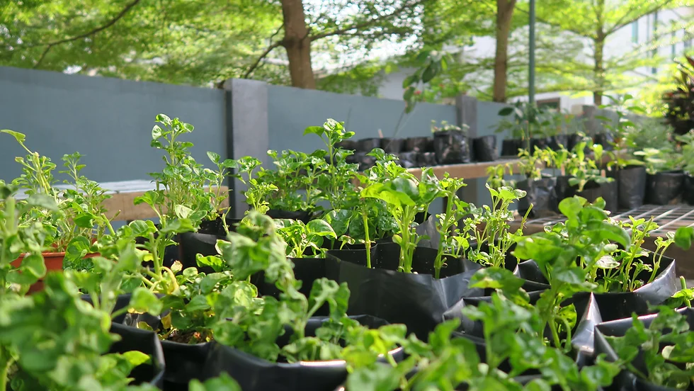 Close-up of green potted seedlings in black planting bags outdoors, grey wall and trees in background, fresh green mood